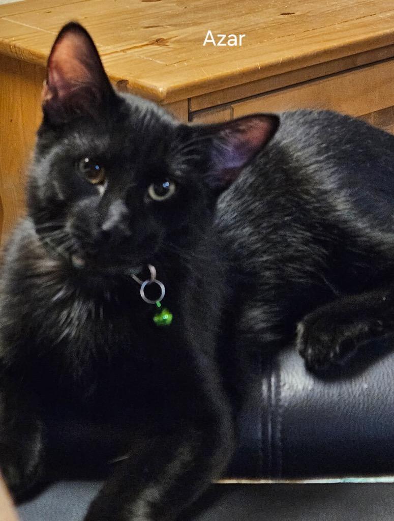 Enlarge Azar, a Adoptable mixed breed in Parkville, MD image 2/5