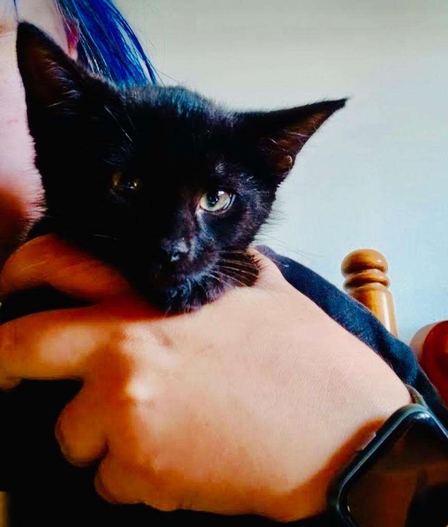 Enlarge Azar, a Adoptable mixed breed in Parkville, MD image 5/5