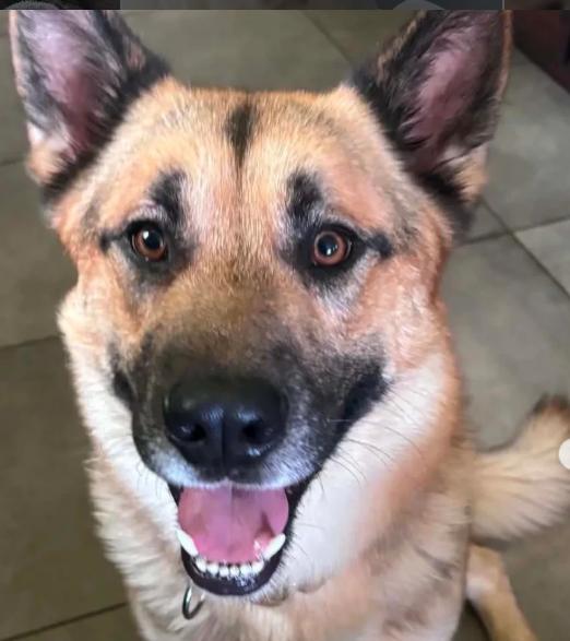 Valor, adopted, Adult Male German Shepherd Dog.