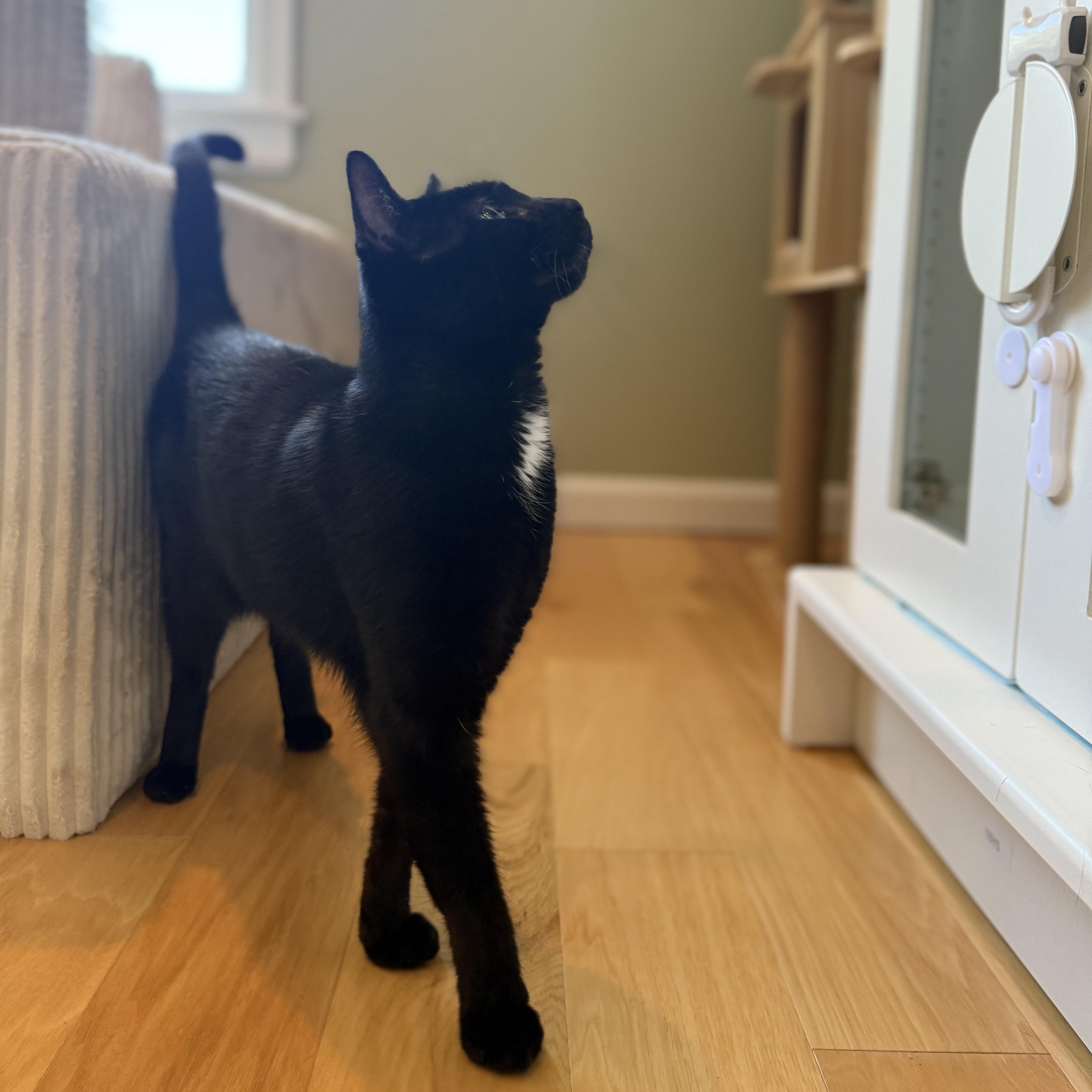 Clifford, Adoptable, Adult Male Domestic Short Hair.