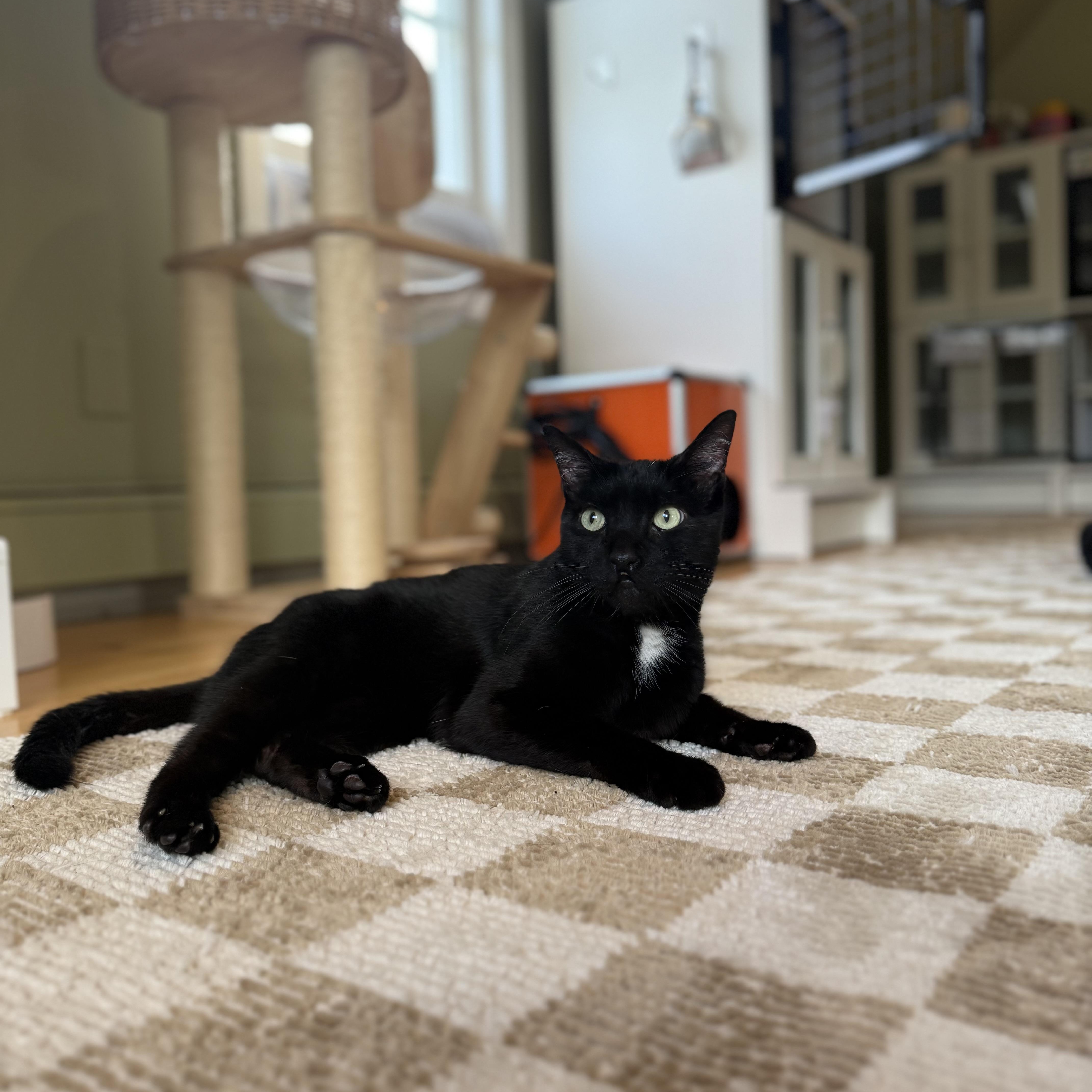 Clifford, Adoptable, Adult Male Domestic Short Hair.