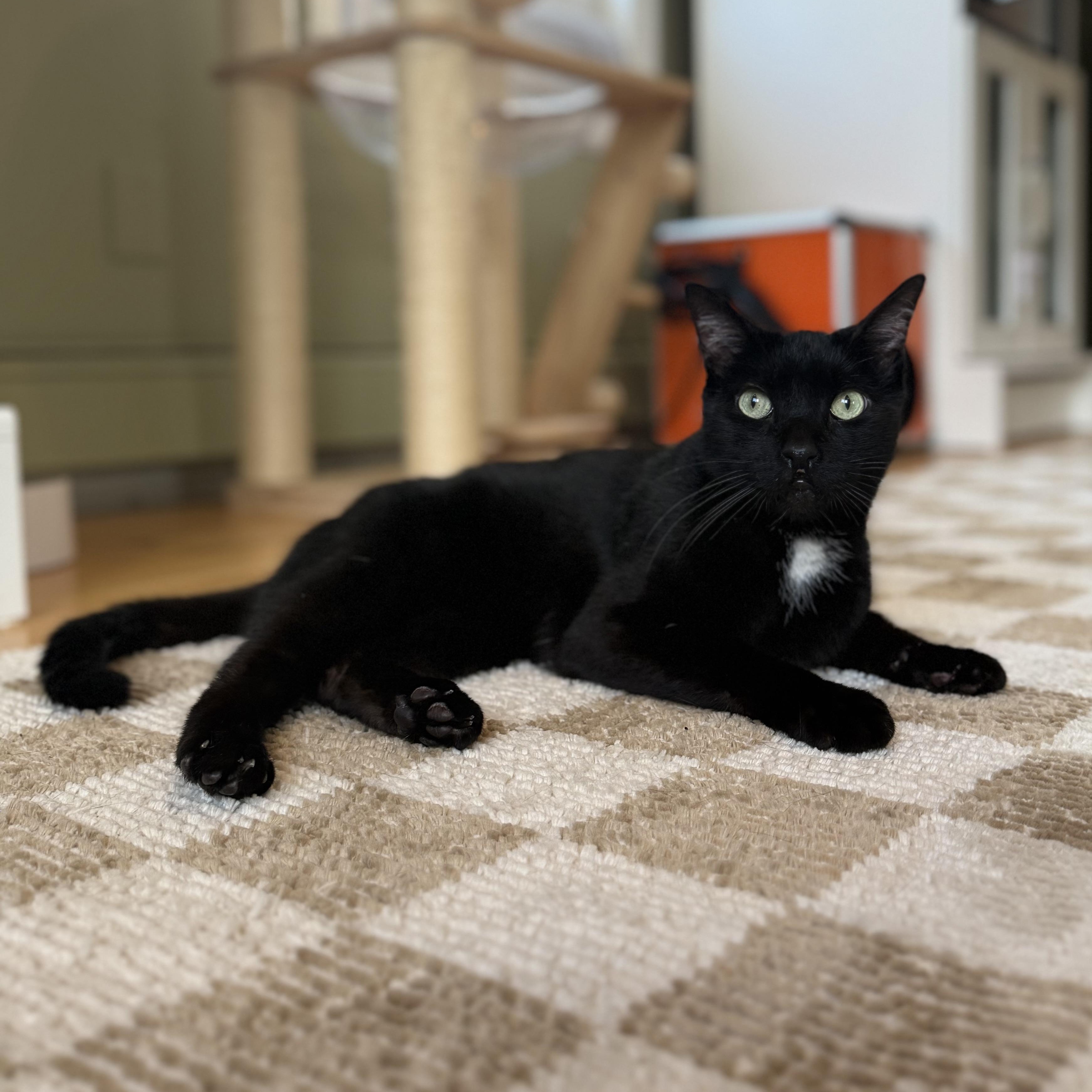 Enlarge Clifford, a Adoptable Domestic Short Hair in Ramsey, NJ image 3/6