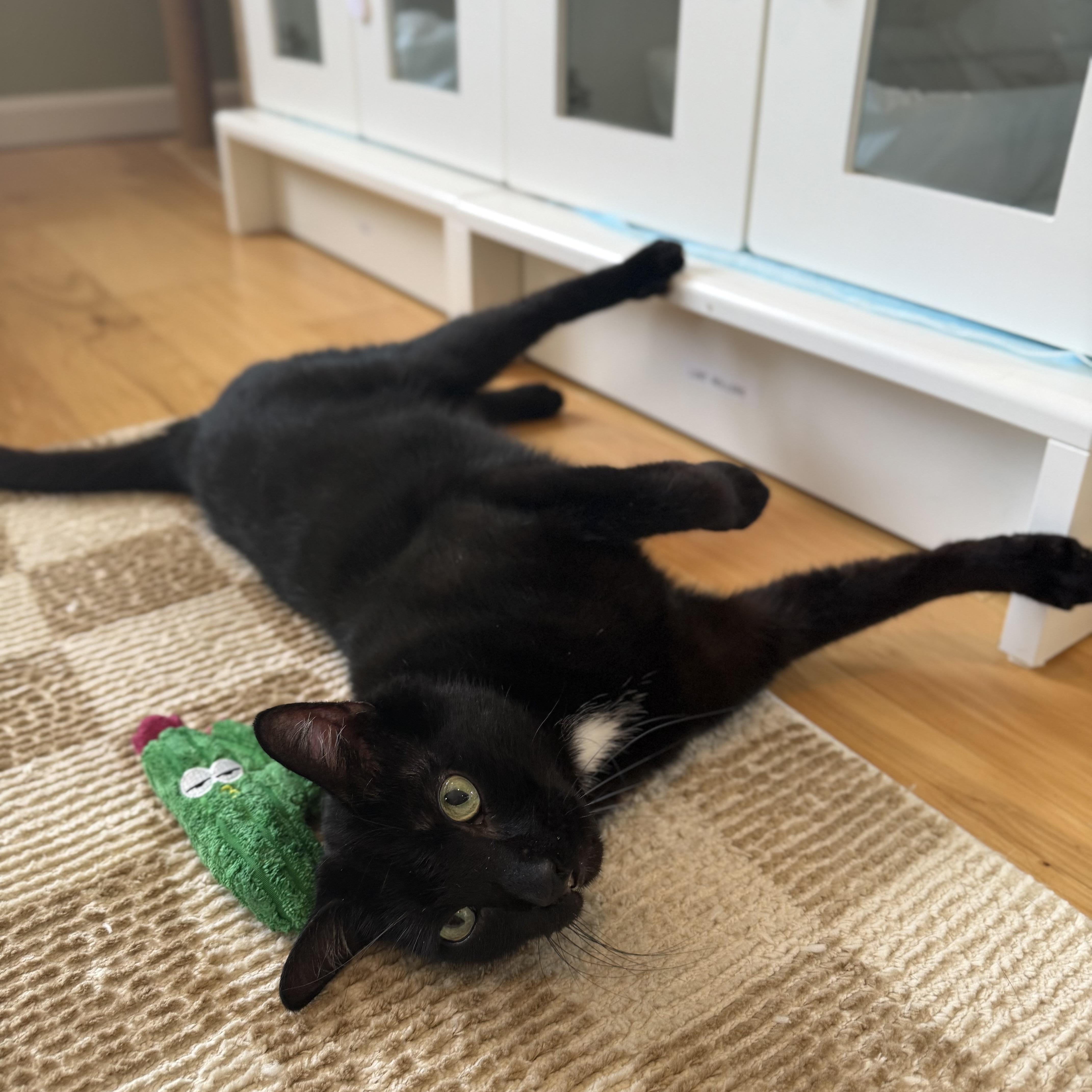 Enlarge Clifford, a Adoptable Domestic Short Hair in Ramsey, NJ image 4/6