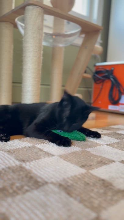 Enlarge Clifford, a Adoptable Domestic Short Hair in Ramsey, NJ video 5/6