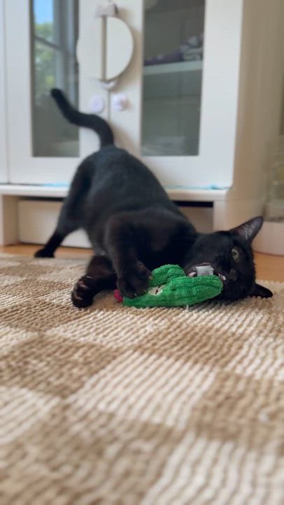 Enlarge Clifford, a Adoptable Domestic Short Hair in Ramsey, NJ video 6/6