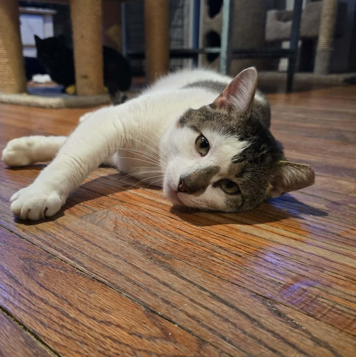 Enlarge Arthur (LARGE LAP CAT!), a ADOPTABLE Domestic Short Hair in Huntington, NY image 1/4