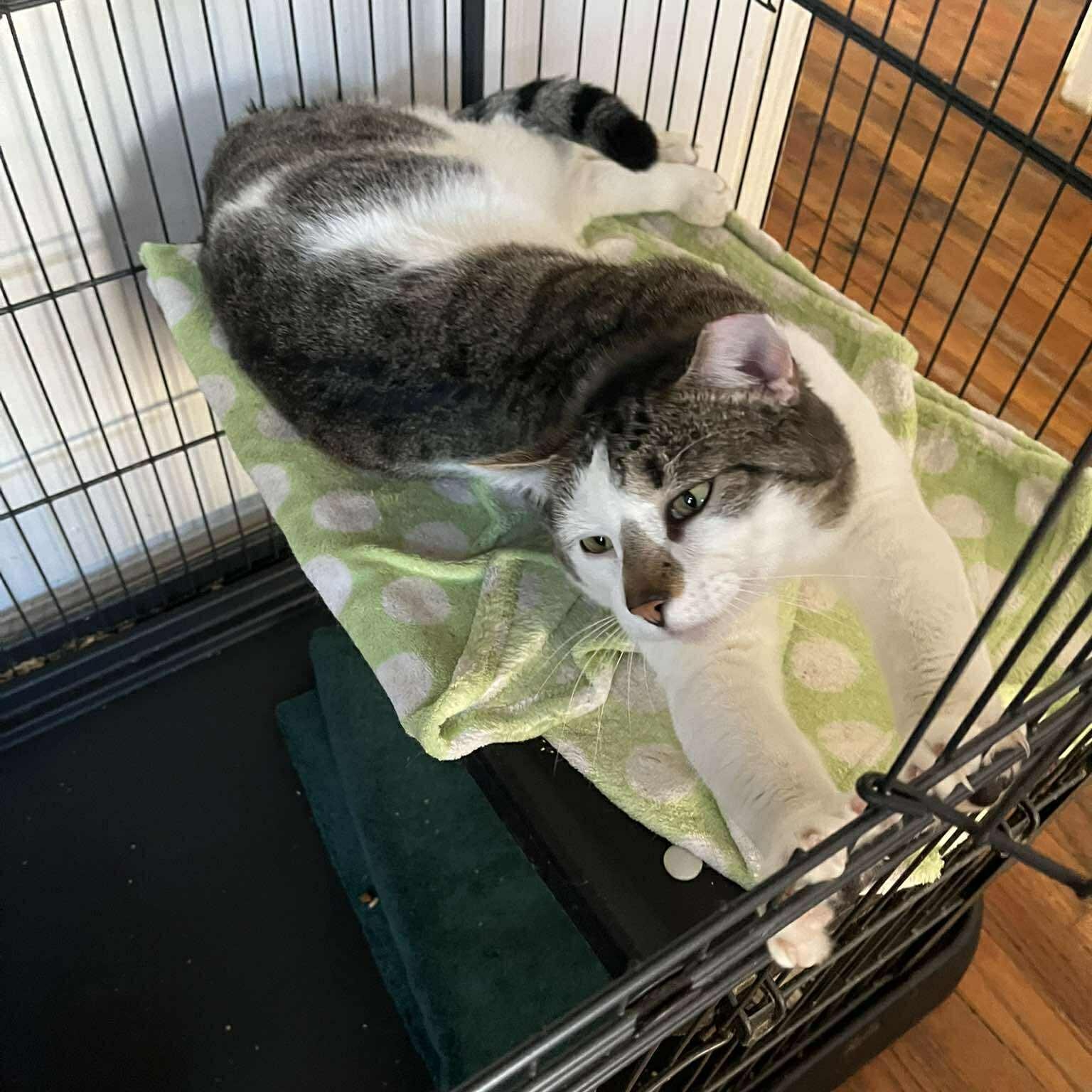 Enlarge Arthur (LARGE LAP CAT!), a ADOPTABLE Domestic Short Hair in Huntington, NY image 3/4