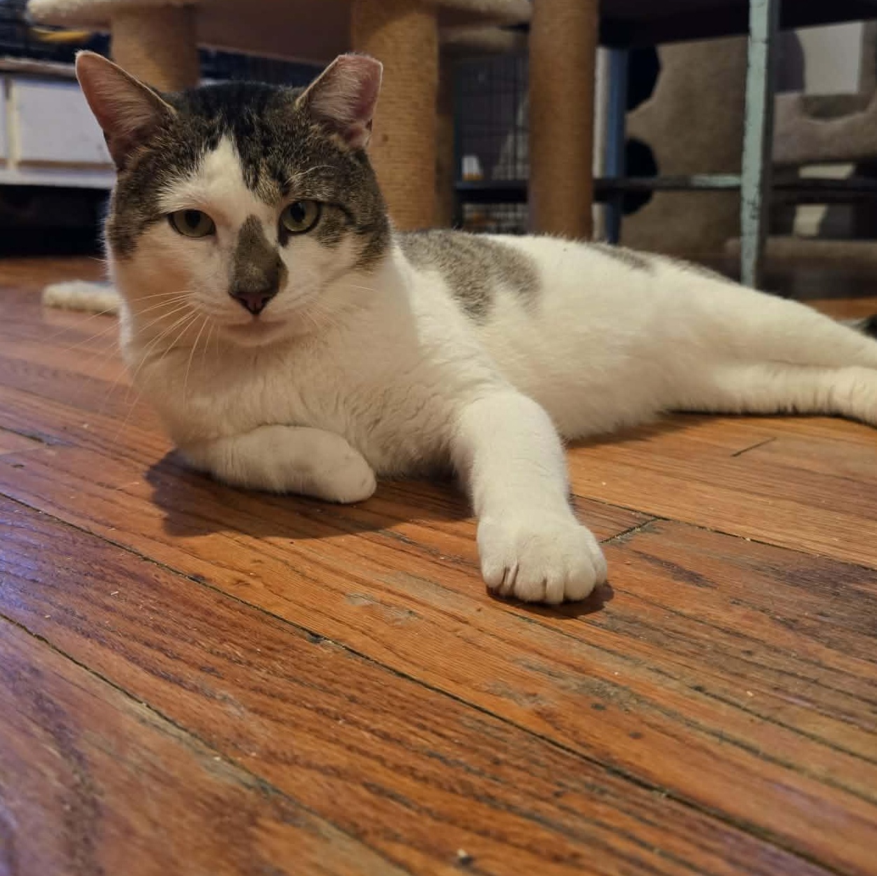 Enlarge Arthur (LARGE LAP CAT!), a ADOPTABLE Domestic Short Hair in Huntington, NY image 4/4