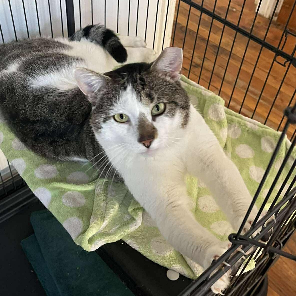 Enlarge Arthur (LARGE LAP CAT!), a ADOPTABLE Domestic Short Hair in Huntington, NY image 2/4