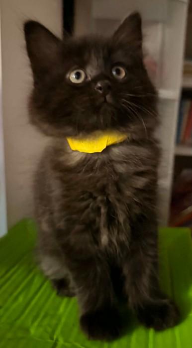 Pearl, Adopted, Kitten Female Domestic Long Hair.