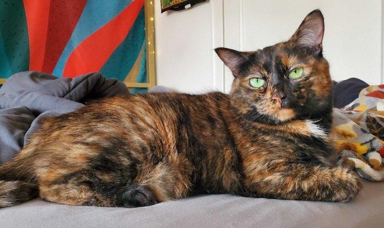 Paloma, Adult Female unknown