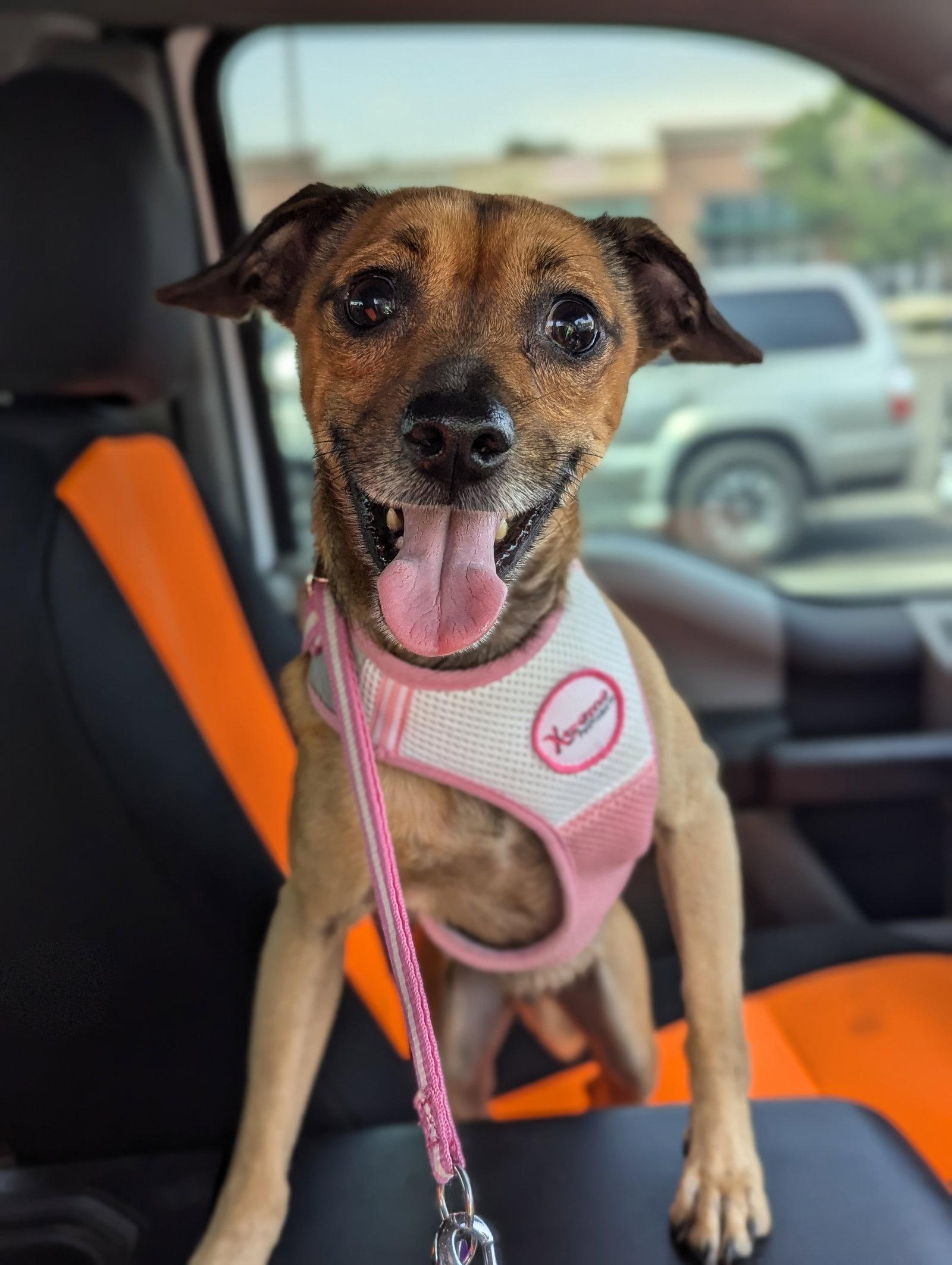 Franky J, Adoptable, Young Male Chihuahua.