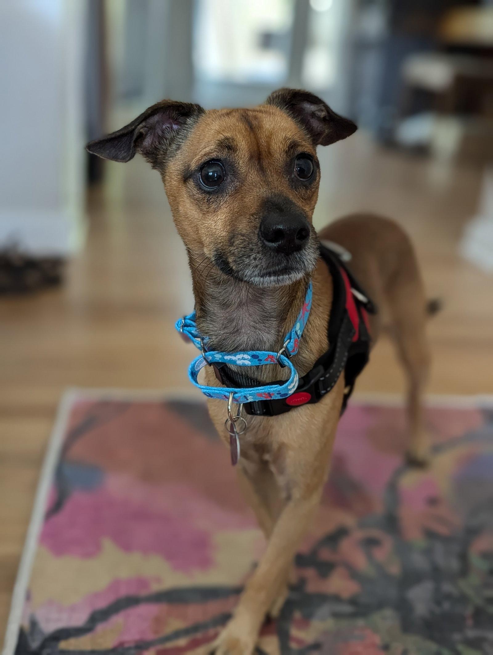 Franky J, a Adoptable Chihuahua in Aurora, CO image 3/3