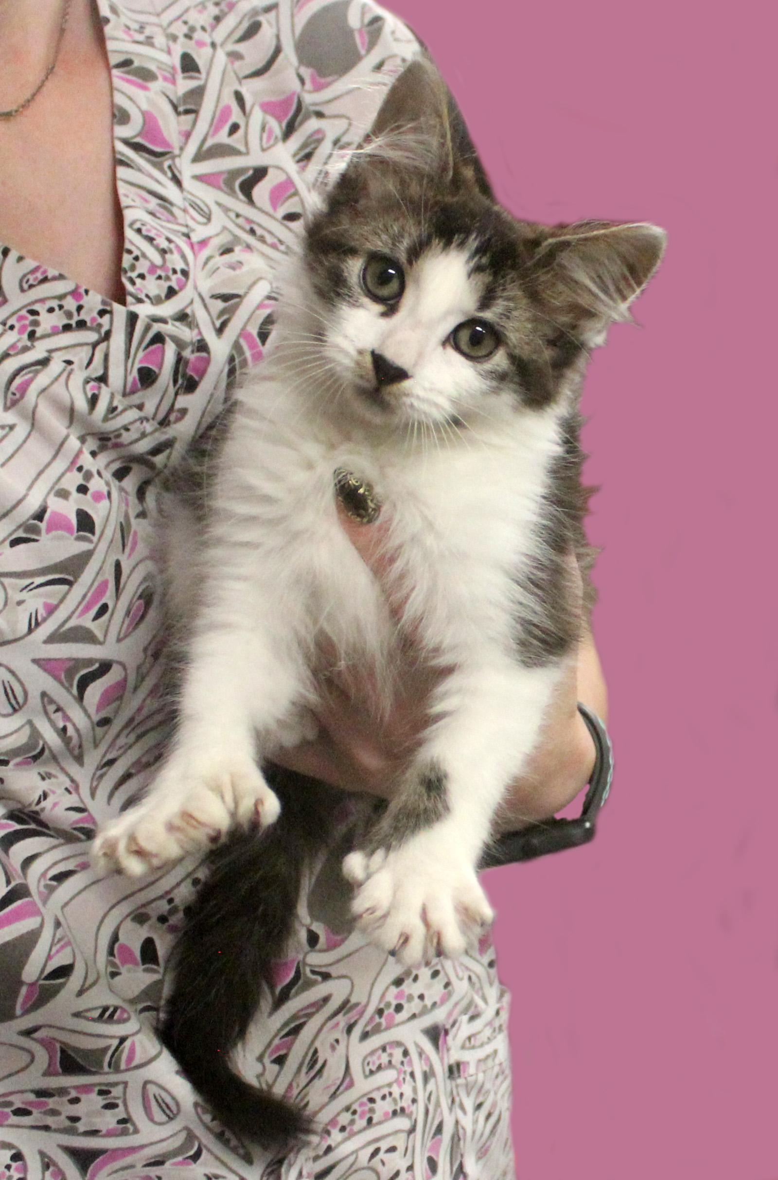 DEKU, Adoptable, Young Male Extra-Toes Cat / Hemingway Polydactyl.