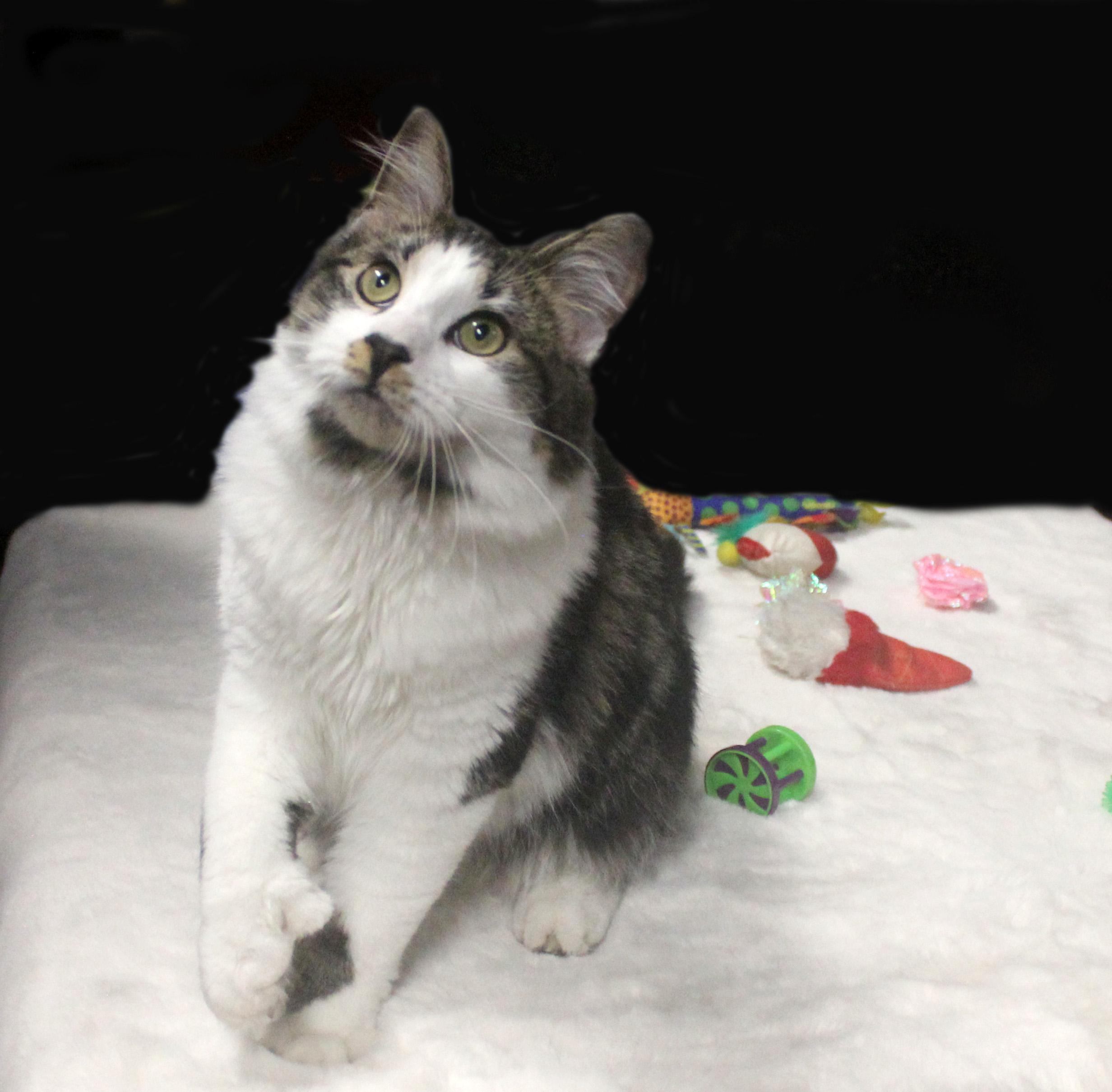 Enlarge DEKU, a Adoptable Extra-Toes Cat / Hemingway Polydactyl in Inverness, FL image 2/6