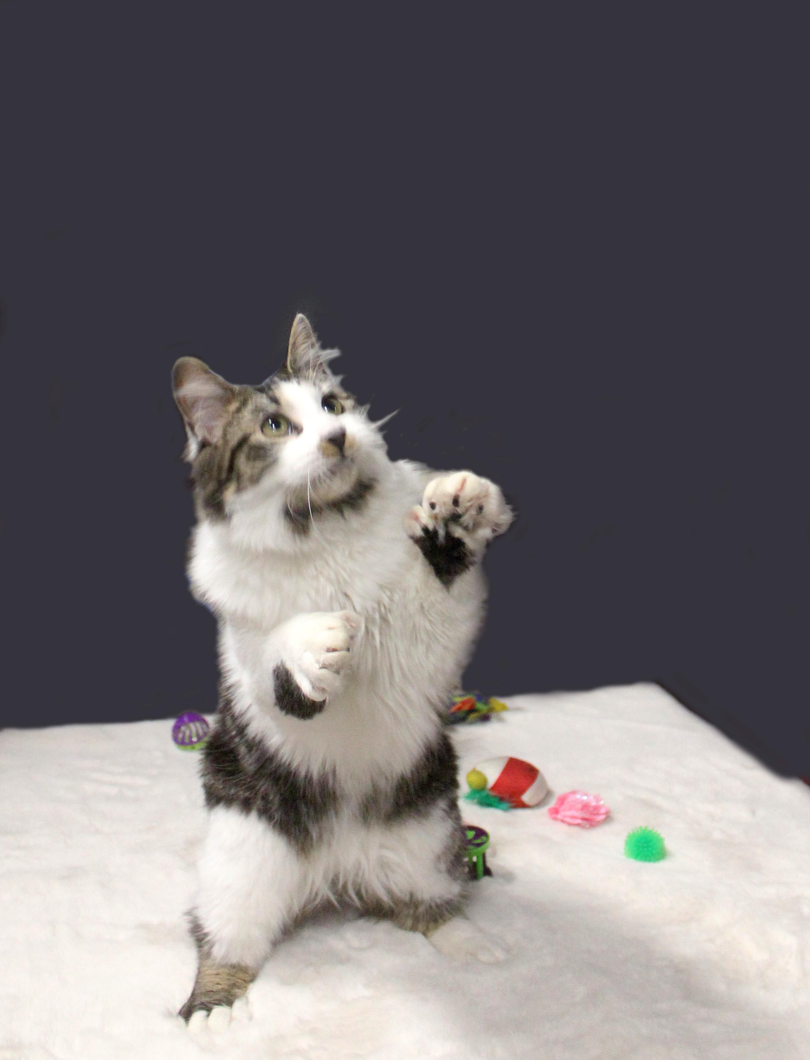 Enlarge DEKU, a Adoptable Extra-Toes Cat / Hemingway Polydactyl in Inverness, FL image 3/6
