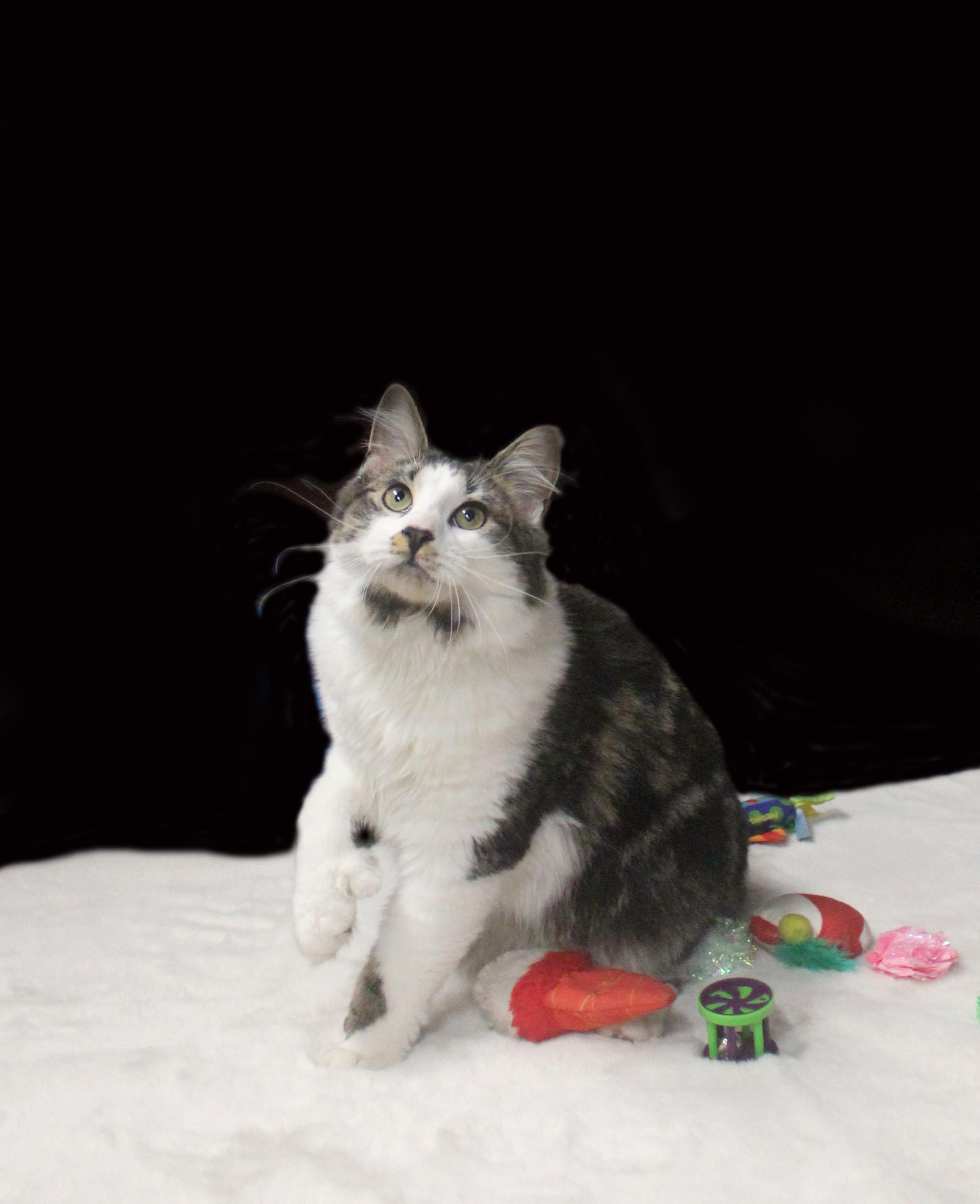 Enlarge DEKU, a Adoptable Extra-Toes Cat / Hemingway Polydactyl in Inverness, FL image 6/6