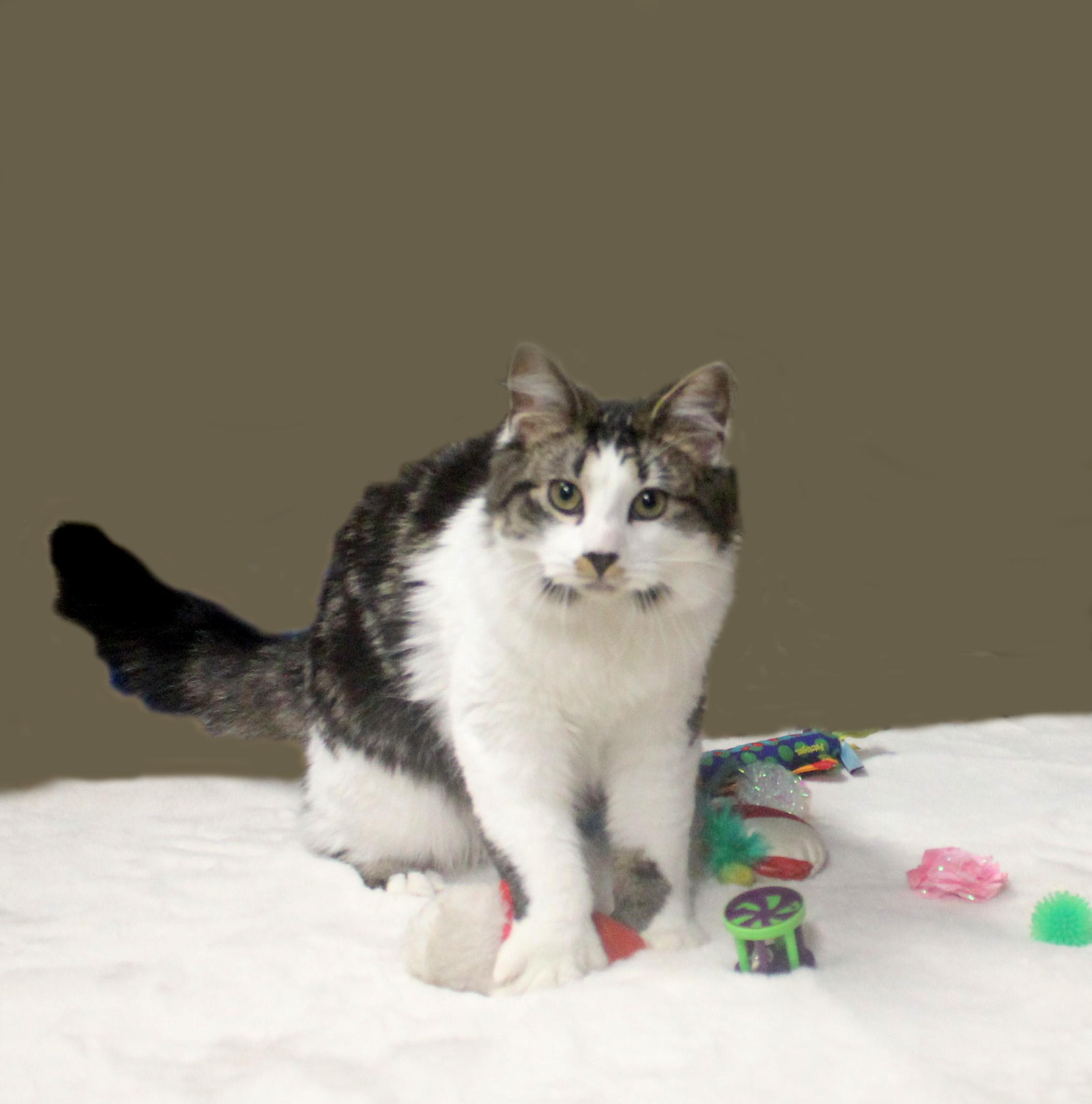 Enlarge DEKU, a Adoptable Extra-Toes Cat / Hemingway Polydactyl in Inverness, FL image 4/6
