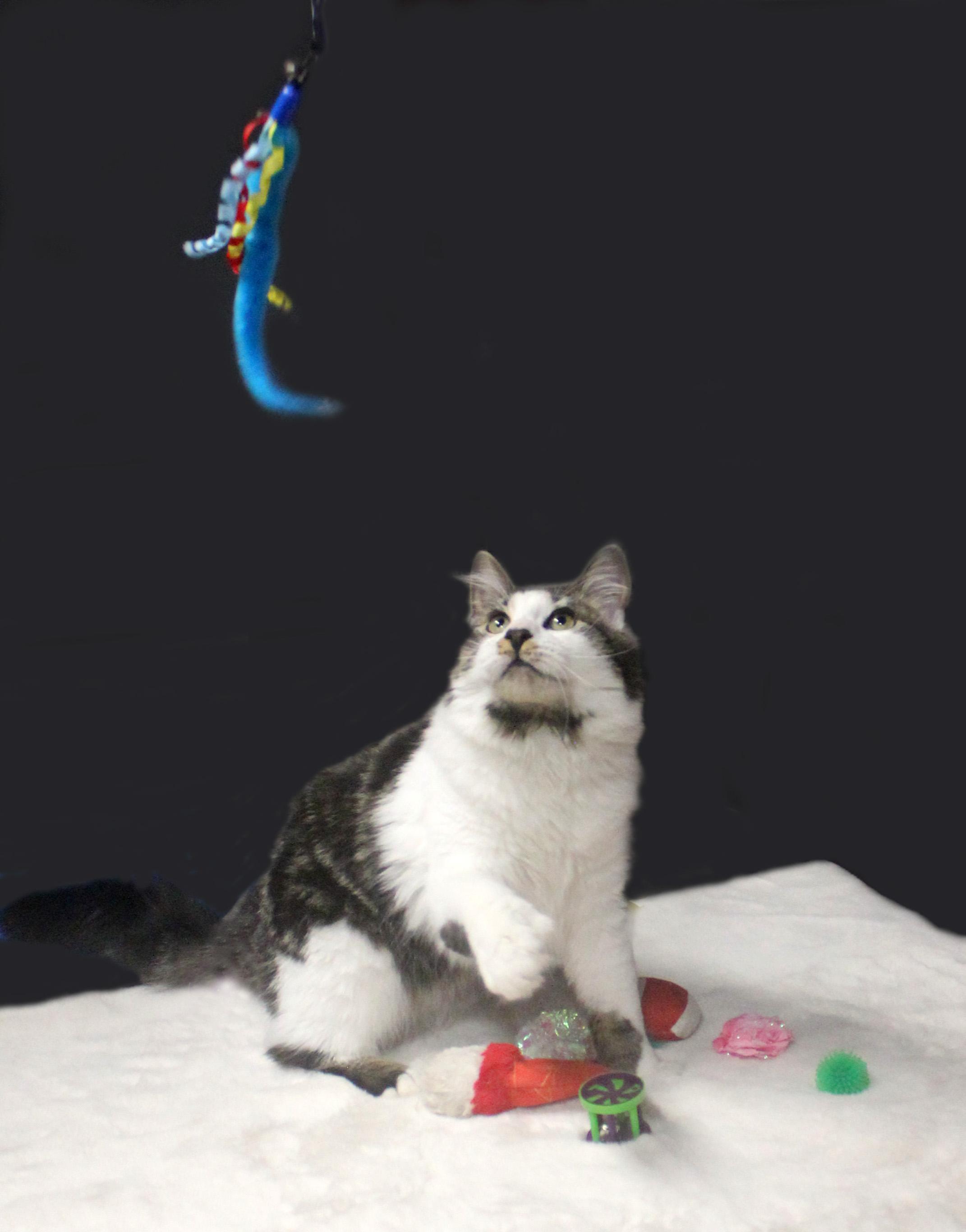 Enlarge DEKU, a Adoptable Extra-Toes Cat / Hemingway Polydactyl in Inverness, FL image 5/6