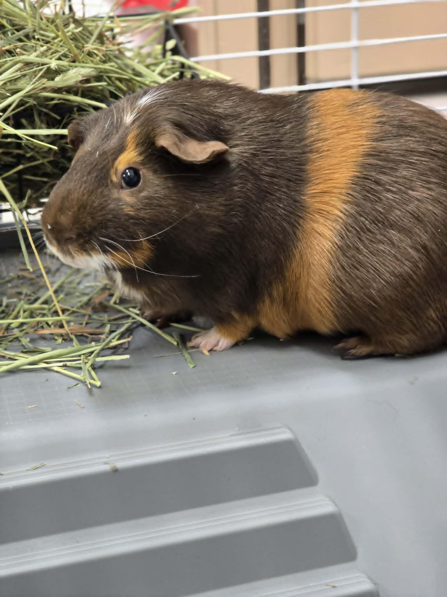 Enlarge Bubba, an adopted Guinea Pig in Grants Pass, OR image 2/2