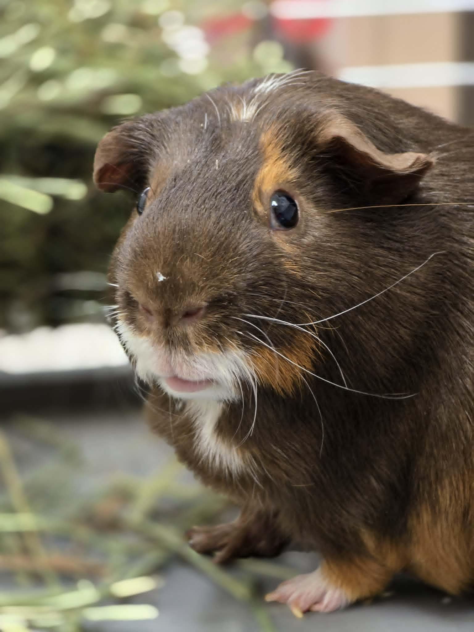 Bubba, adopted, Adult Male Guinea Pig.