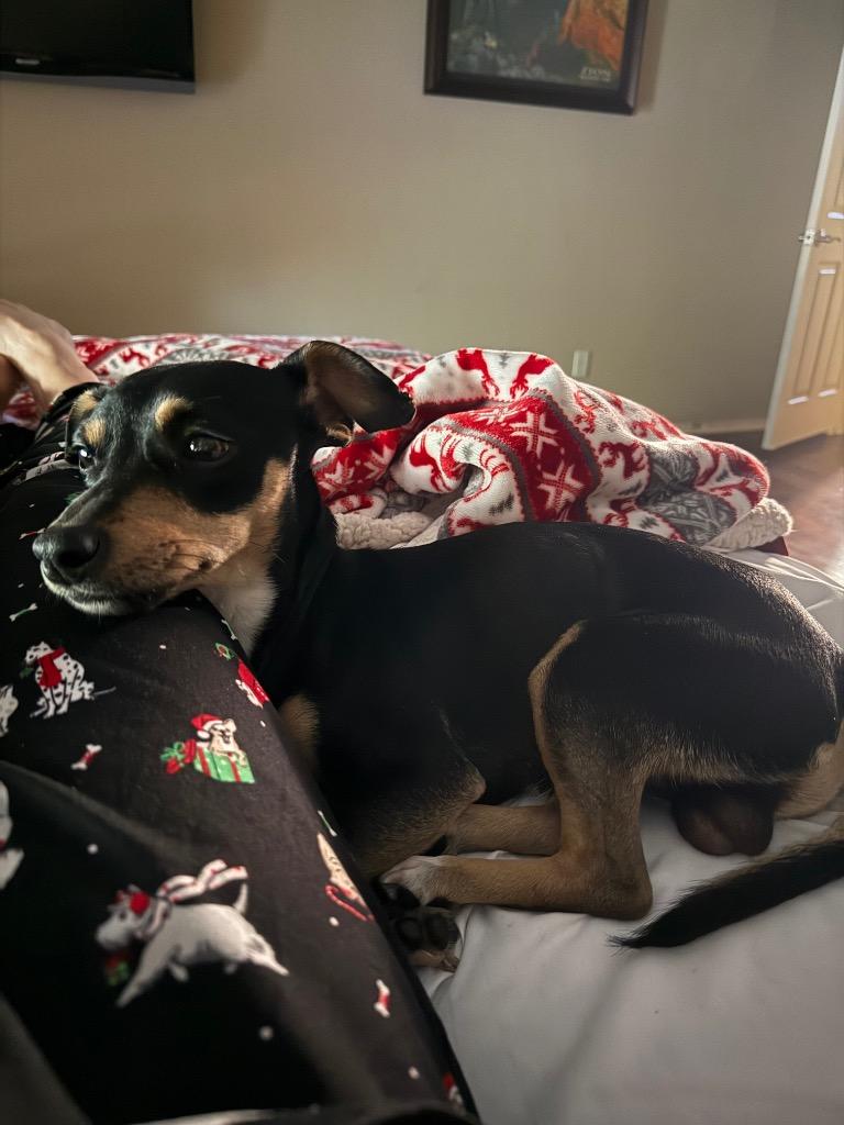 Marley, Adopted, Adult Male Chihuahua.