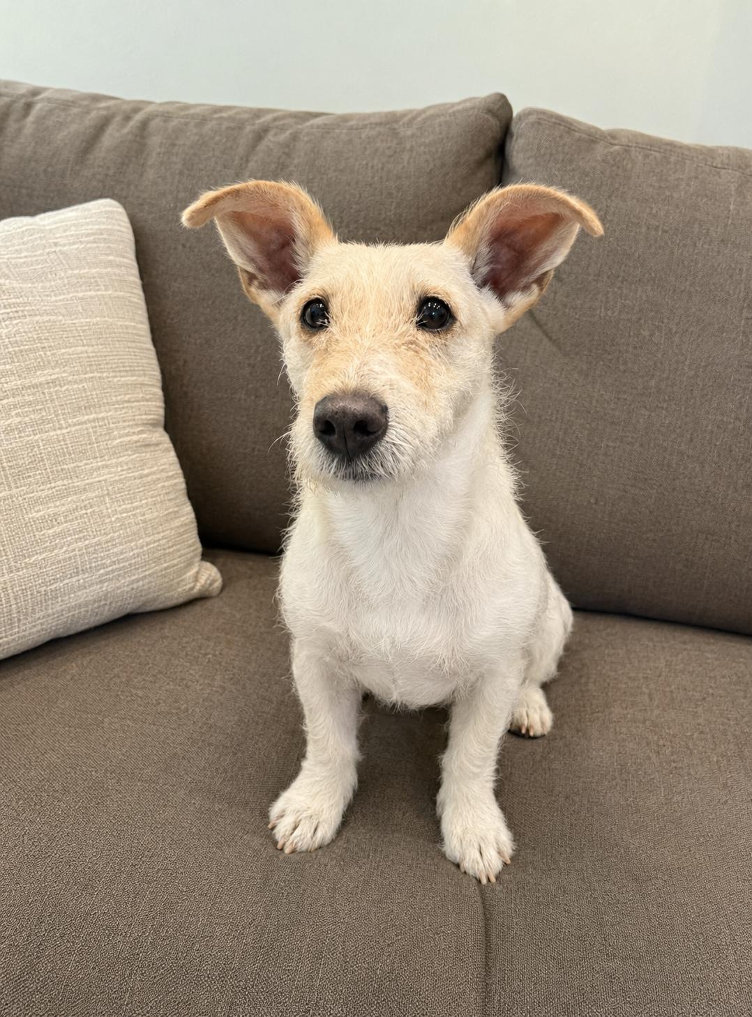 Enlarge Marcy, a Adoptable mixed breed in Irvine, CA image 6/6