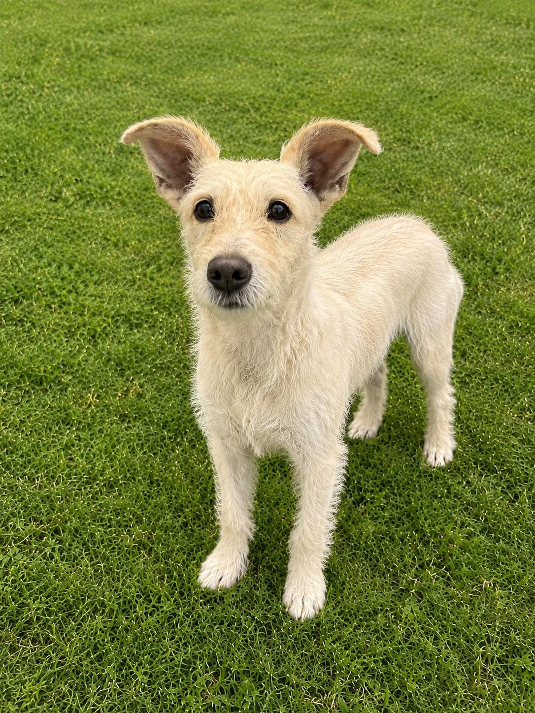 Enlarge Marcy, a Adoptable mixed breed in Irvine, CA image 4/6