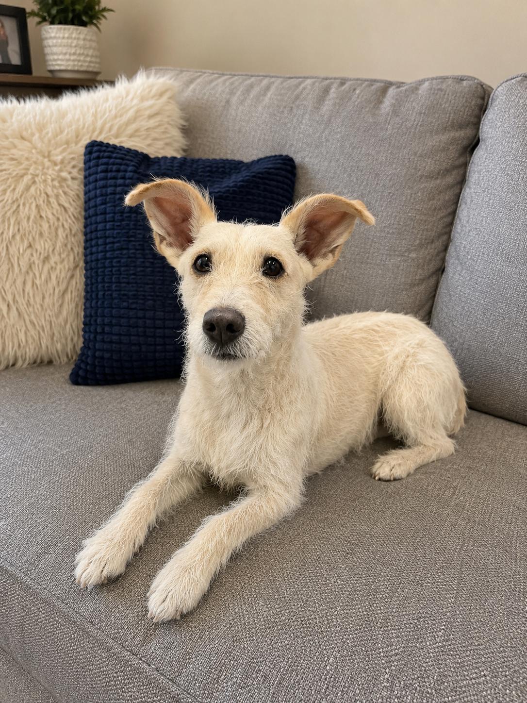 Enlarge Marcy, a Adoptable mixed breed in Irvine, CA image 5/6