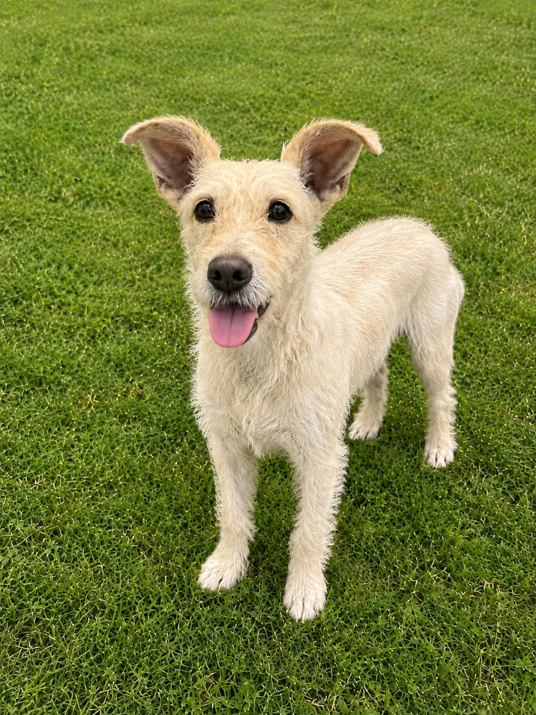 Marcy, Adoptable, Young Female Fox Terrier & Dachshund.