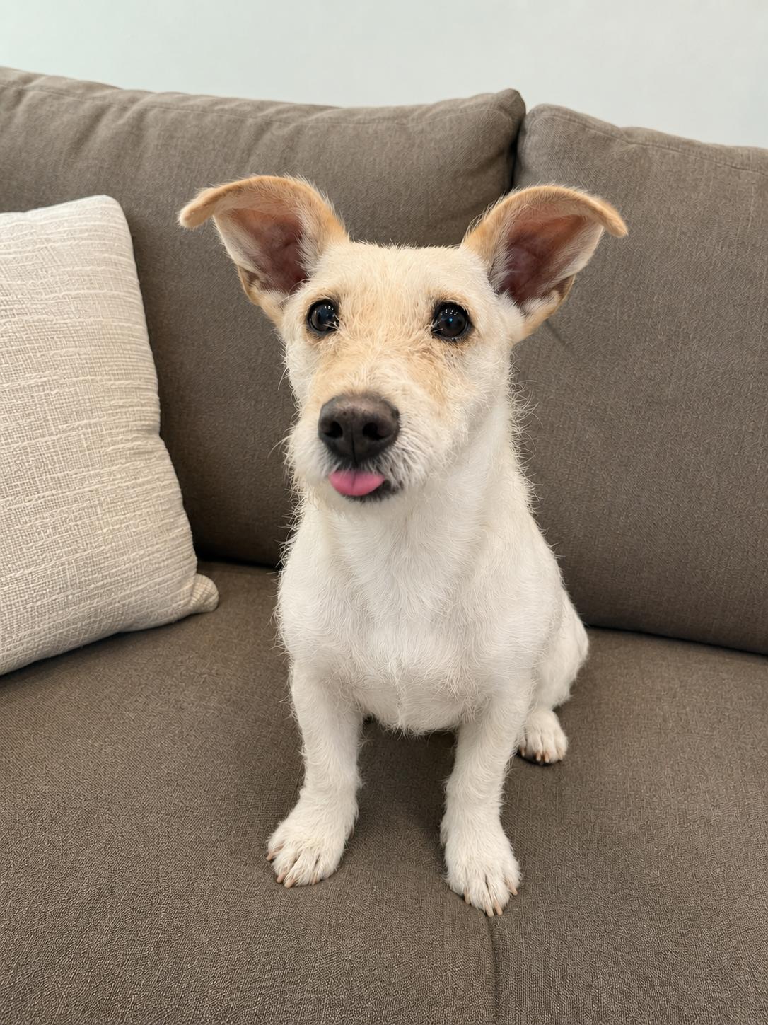 Enlarge Marcy, a Adoptable mixed breed in Irvine, CA image 2/6