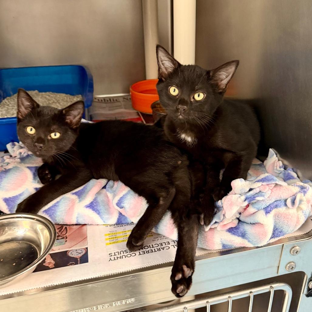 Sister Sledge, Adoptable, Kitten Female Domestic Short Hair.