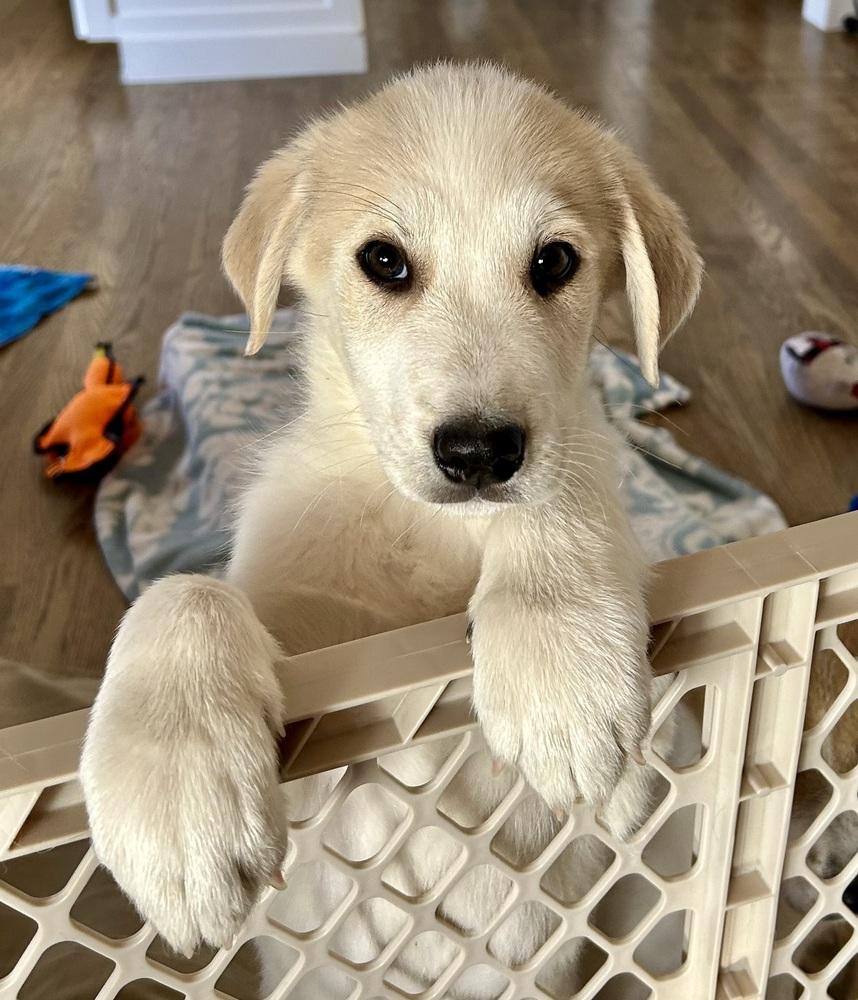 Ferris, Adoptable, Puppy Male Great Pyrenees & Hound.