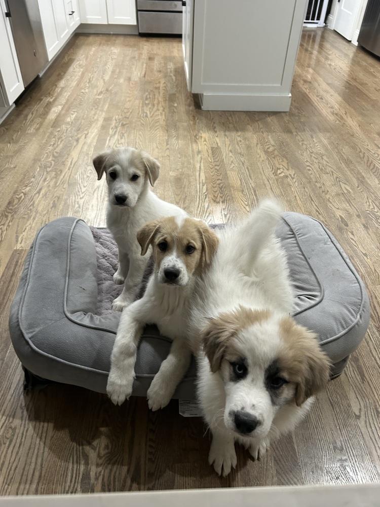 Enlarge Ferris, a Adoptable mixed breed in Lafayette, CO image 3/6