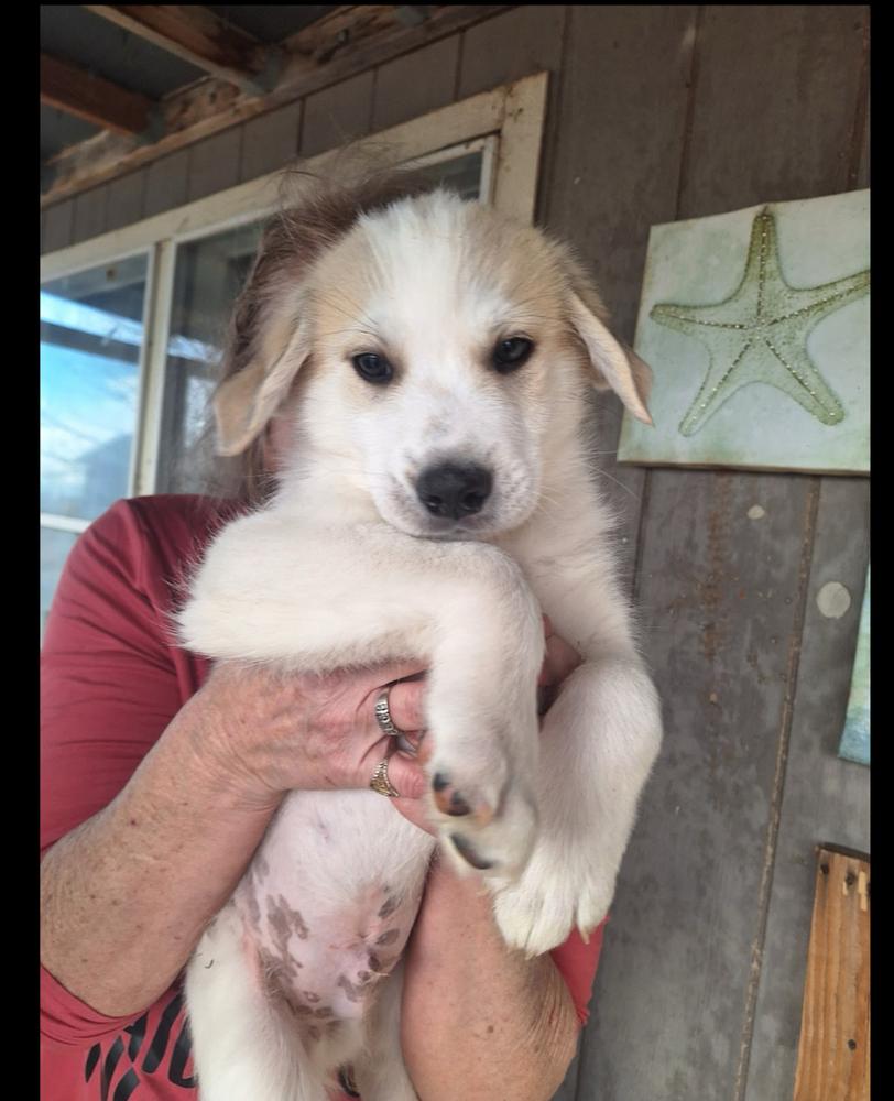 Enlarge Ferris, a Adoptable mixed breed in Lafayette, CO image 4/6