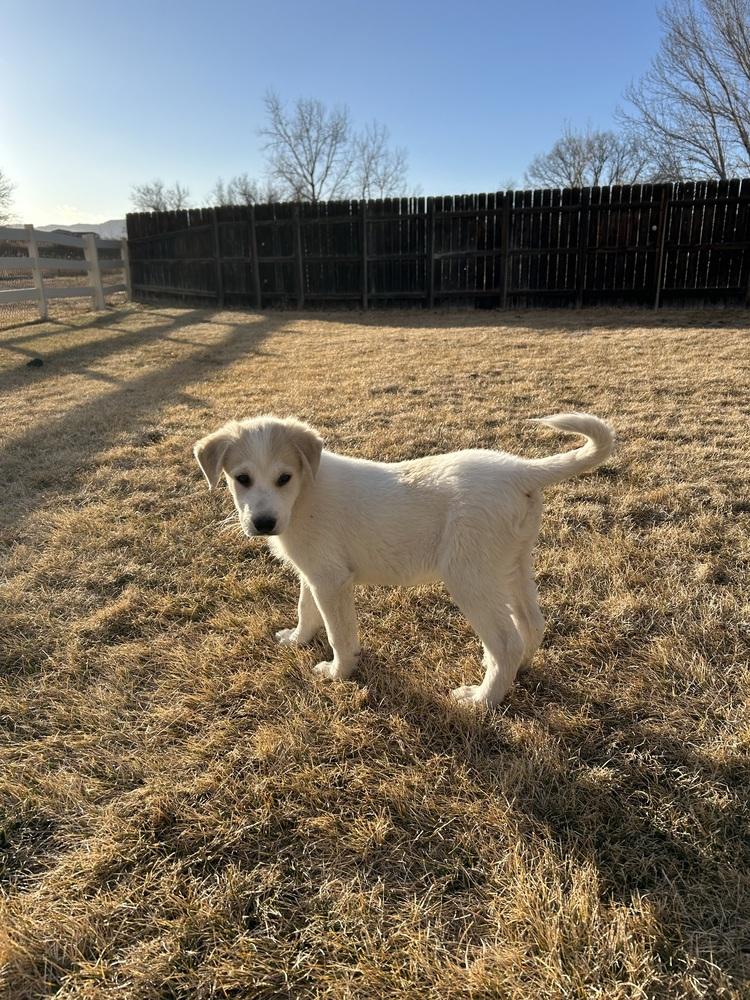 Enlarge Ferris, a Adoptable mixed breed in Lafayette, CO image 5/6