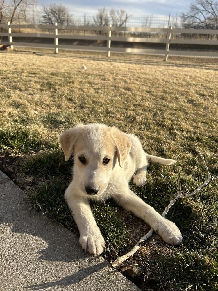 Enlarge Ferris, a Adoptable mixed breed in Lafayette, CO image 6/6