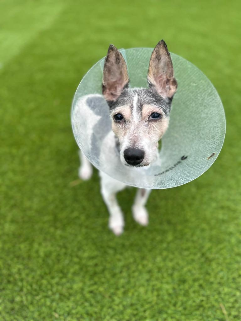 Chip, Adoptable, Senior Male Jack Russell Terrier.