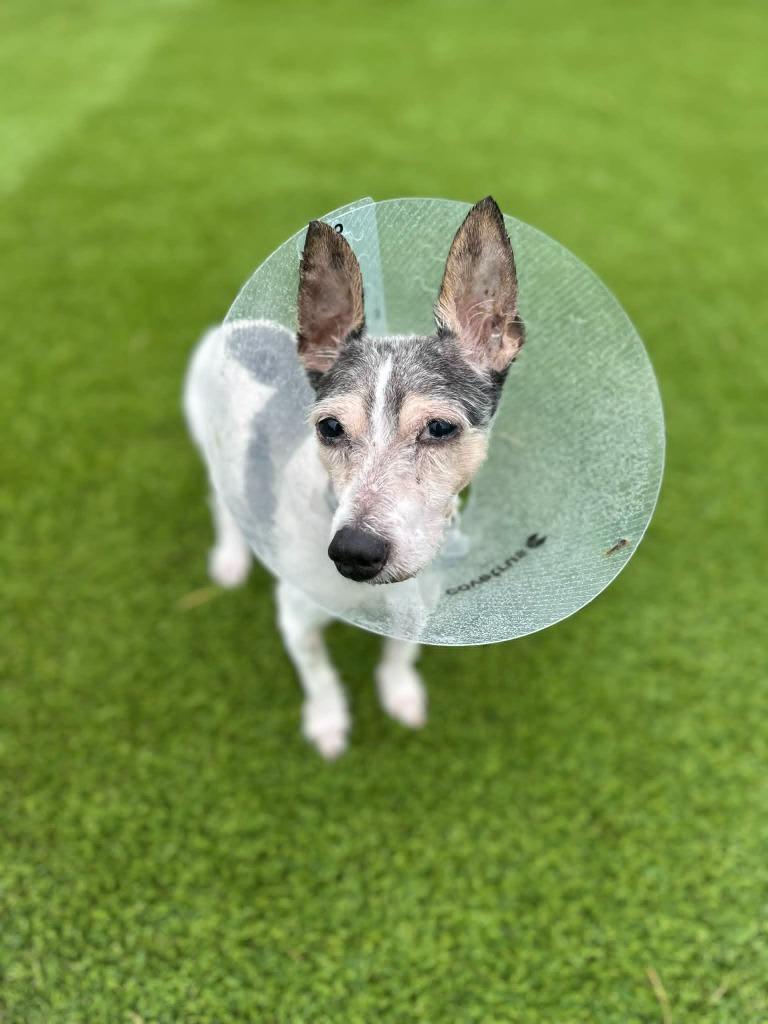 Enlarge Chip, a Adoptable mixed breed in Detroit, MI image 2/5