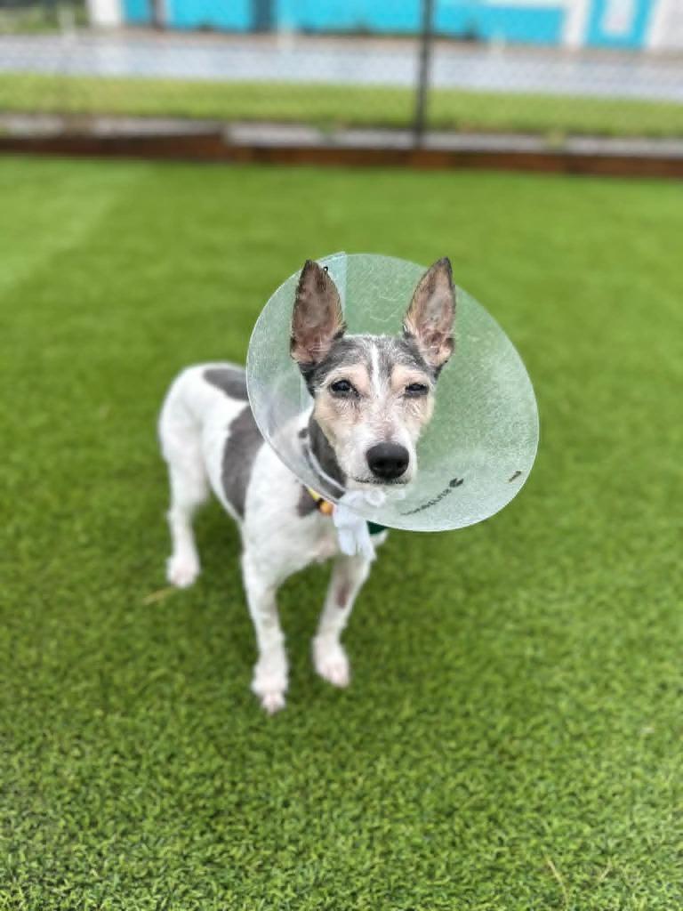 Enlarge Chip, a Adoptable mixed breed in Detroit, MI image 4/5