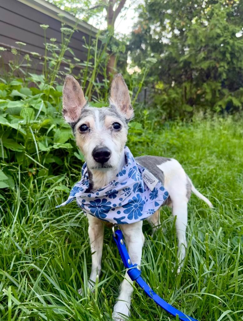 Enlarge Chip, a Adoptable mixed breed in Detroit, MI image 5/5