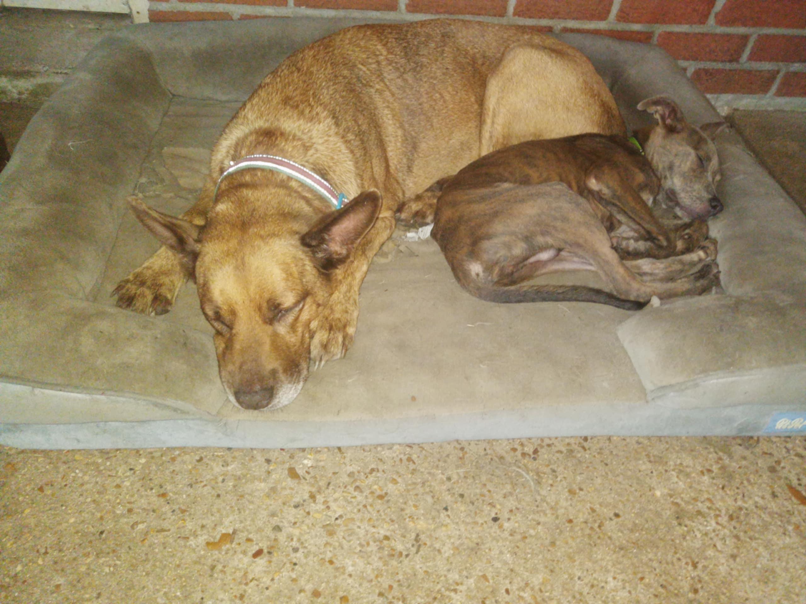 Enlarge Comet, a Adopted mixed breed in Tylertown, MS image 3/6