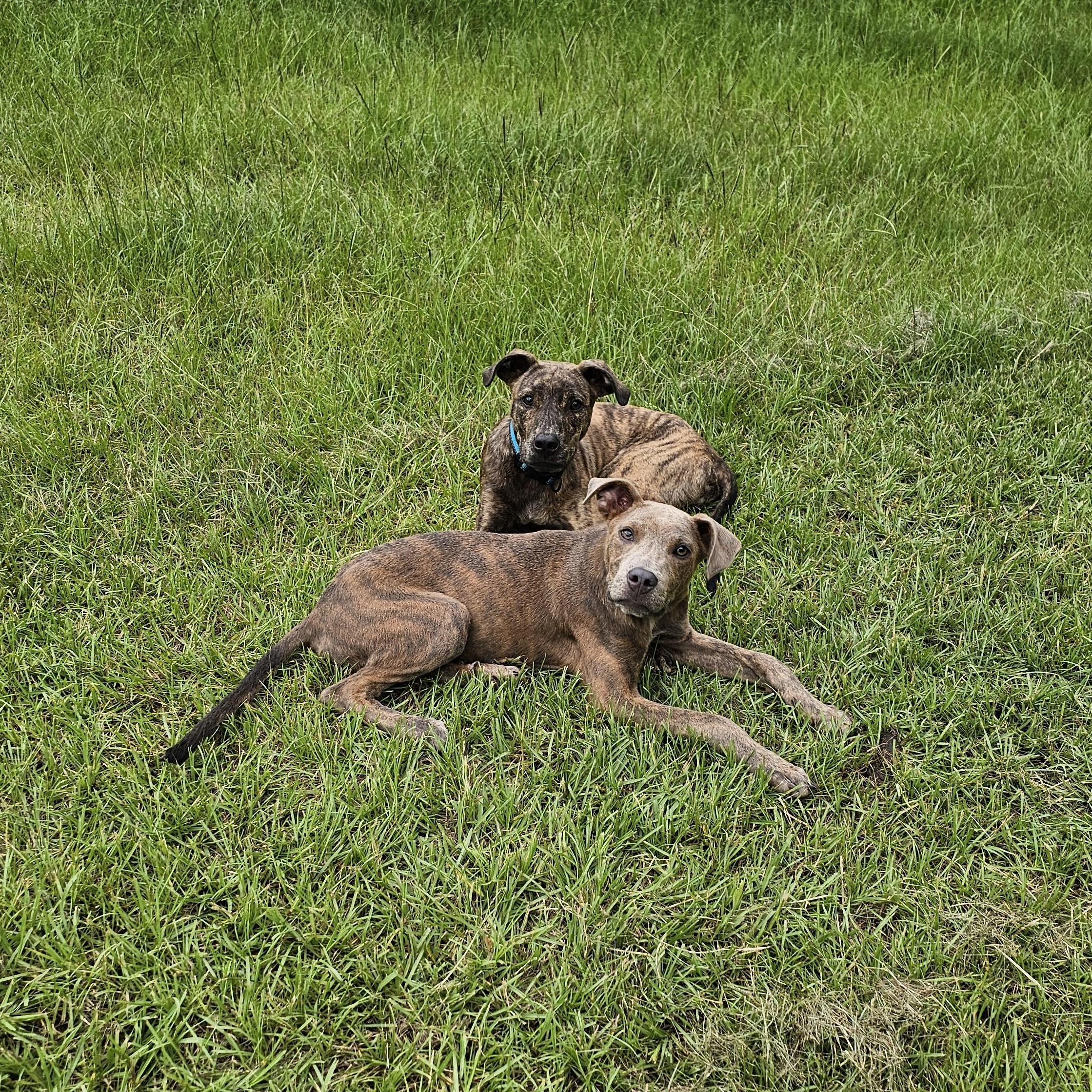 Enlarge Comet, a Adopted mixed breed in Tylertown, MS image 4/6