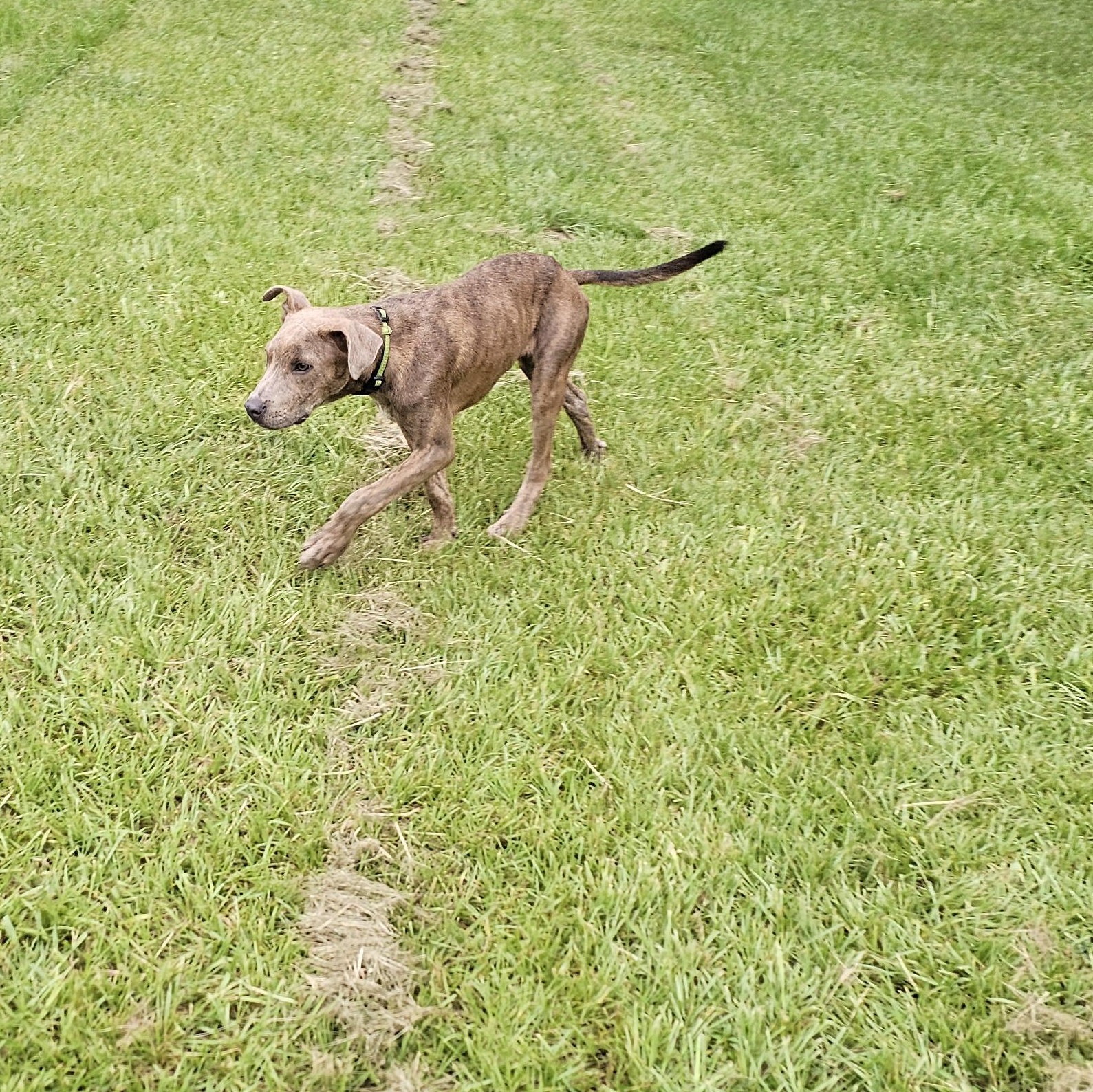 Comet photo 4