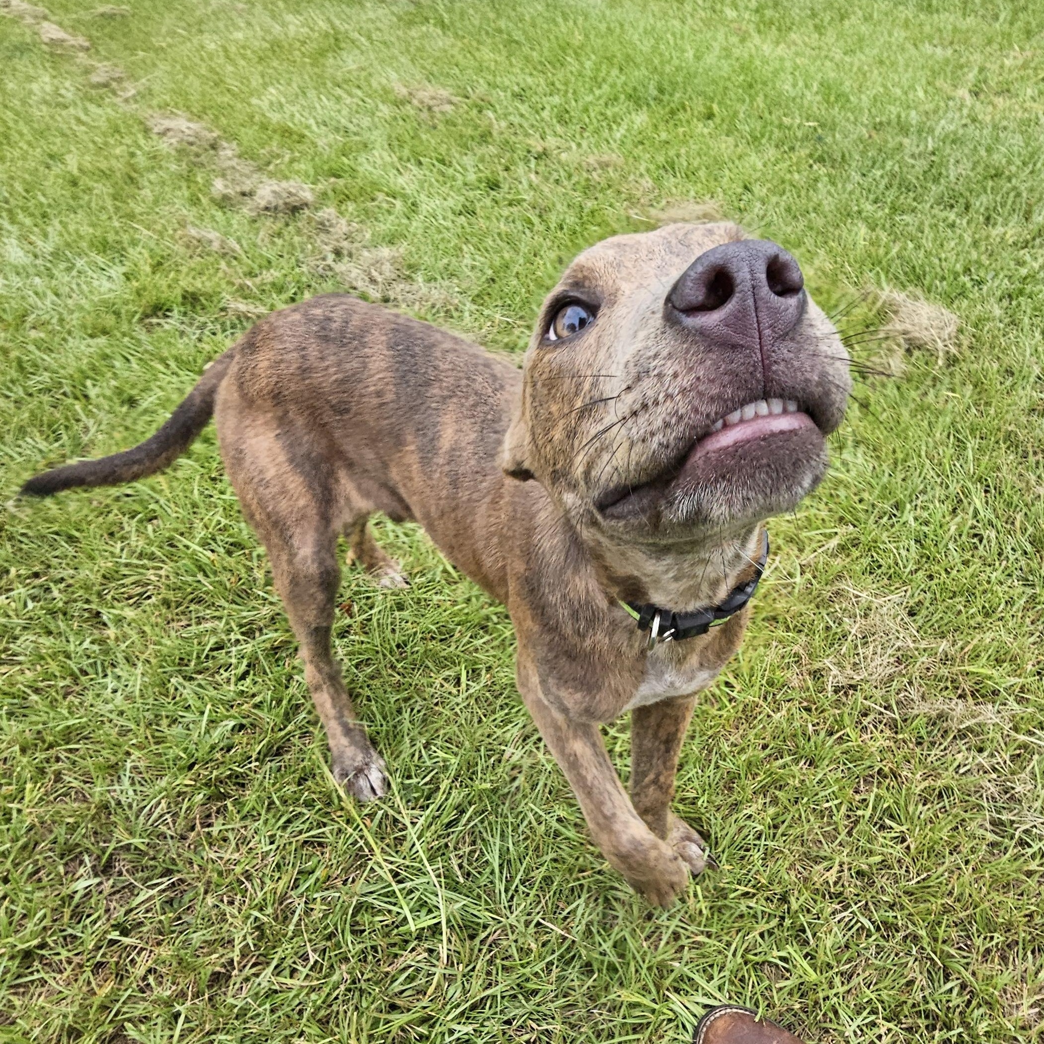 Enlarge Comet, a Adopted mixed breed in Tylertown, MS image 1/6