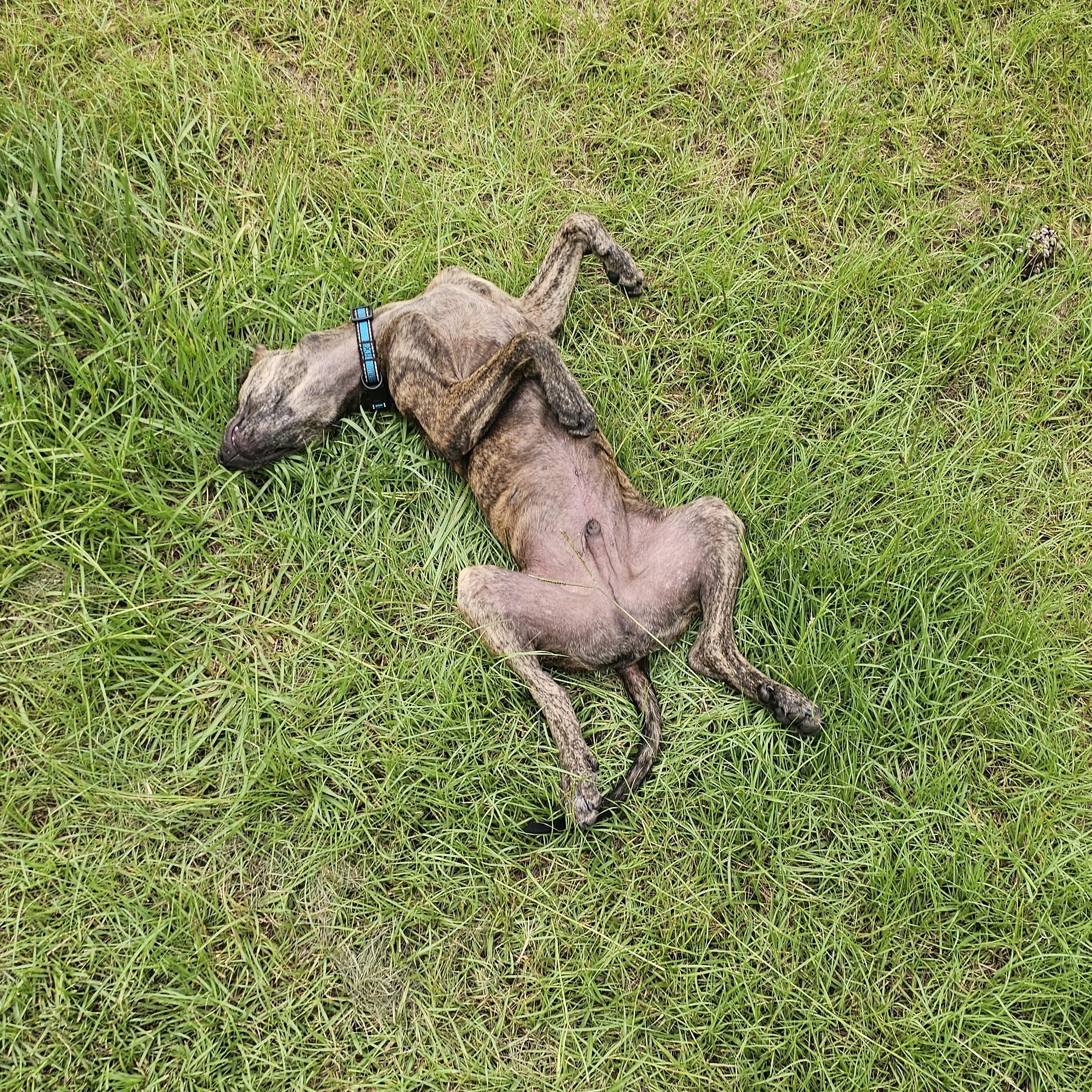 Enlarge Comet, a Adopted mixed breed in Tylertown, MS image 5/6