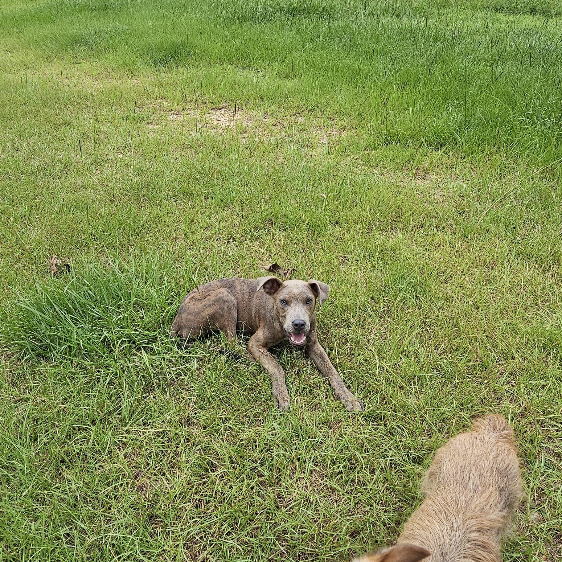Enlarge Comet, a Adopted mixed breed in Tylertown, MS image 6/6