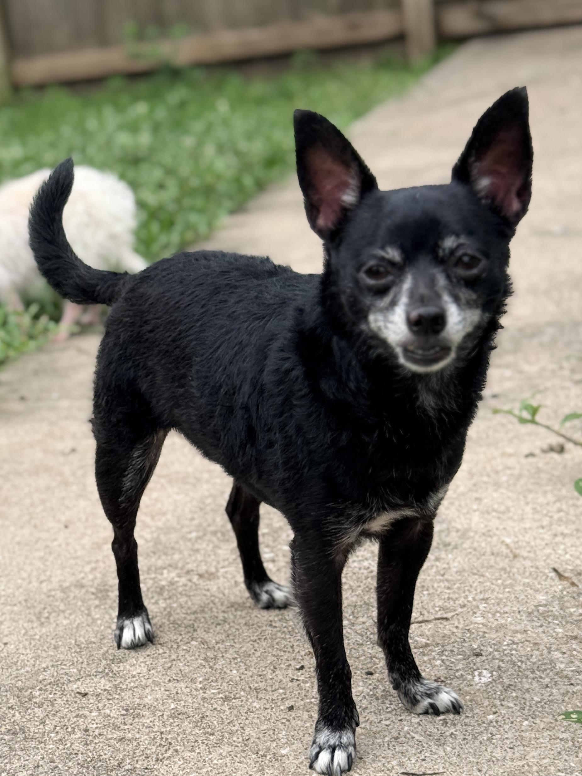 Enlarge Chip/Boomer, a Adoptable Chihuahua in Stanfield, OR image 3/4