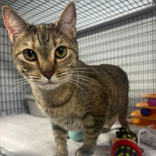 Enlarge Bacon Bit, a Adoptable Domestic Short Hair in Waynesville, NC image 1/4