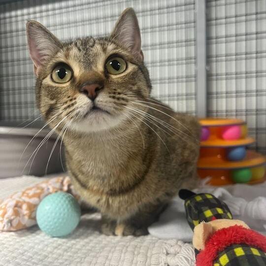 Enlarge Bacon Bit, a Adoptable Domestic Short Hair in Waynesville, NC image 2/4